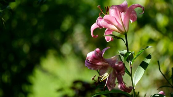 44 Beautiful Names That Mean Lily or Flower (With Origins)