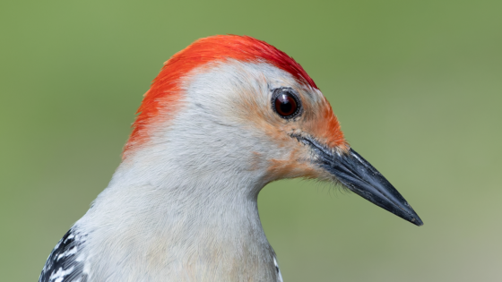 32 Beautiful Names That Mean Red