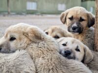 126 Best Pig Names: Cute, Funny & Famous Ideas for Pet Pigs & Farm Pigs