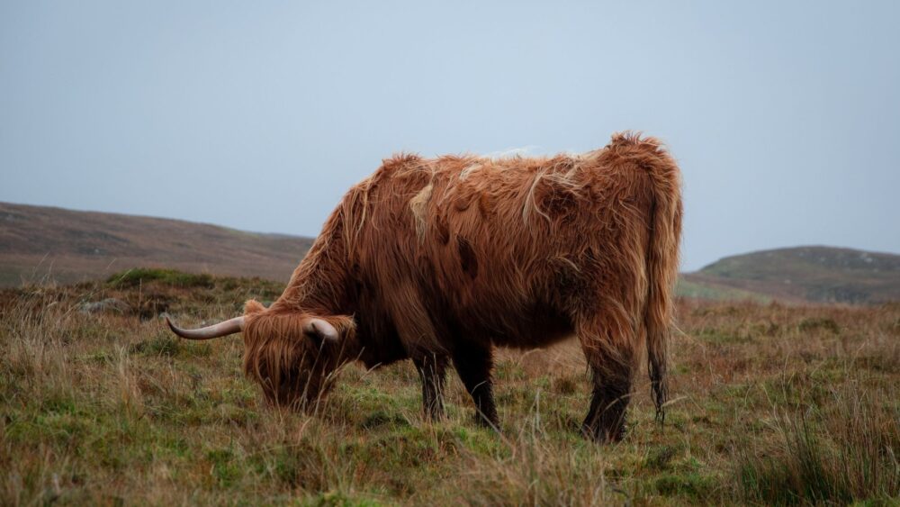 47 Scottish Last Names: History, Meanings & Clans