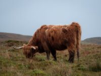 47 Scottish Last Names: History, Meanings & Clans
