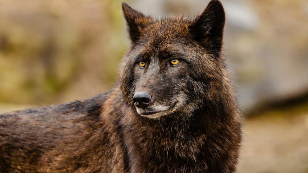 100 Werewolf Names That Are Fierce, Dark, and Unforgettable