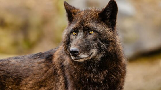 100 Werewolf Names That Are Fierce, Dark, and Unforgettable