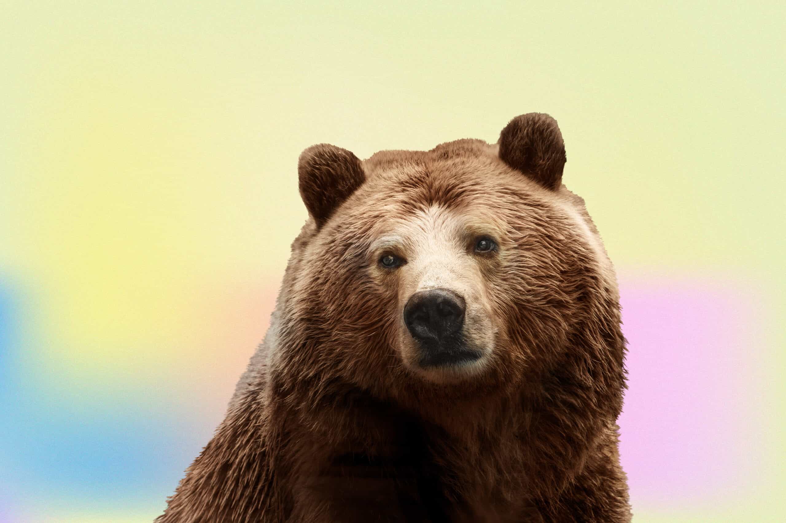 Bear Jokes