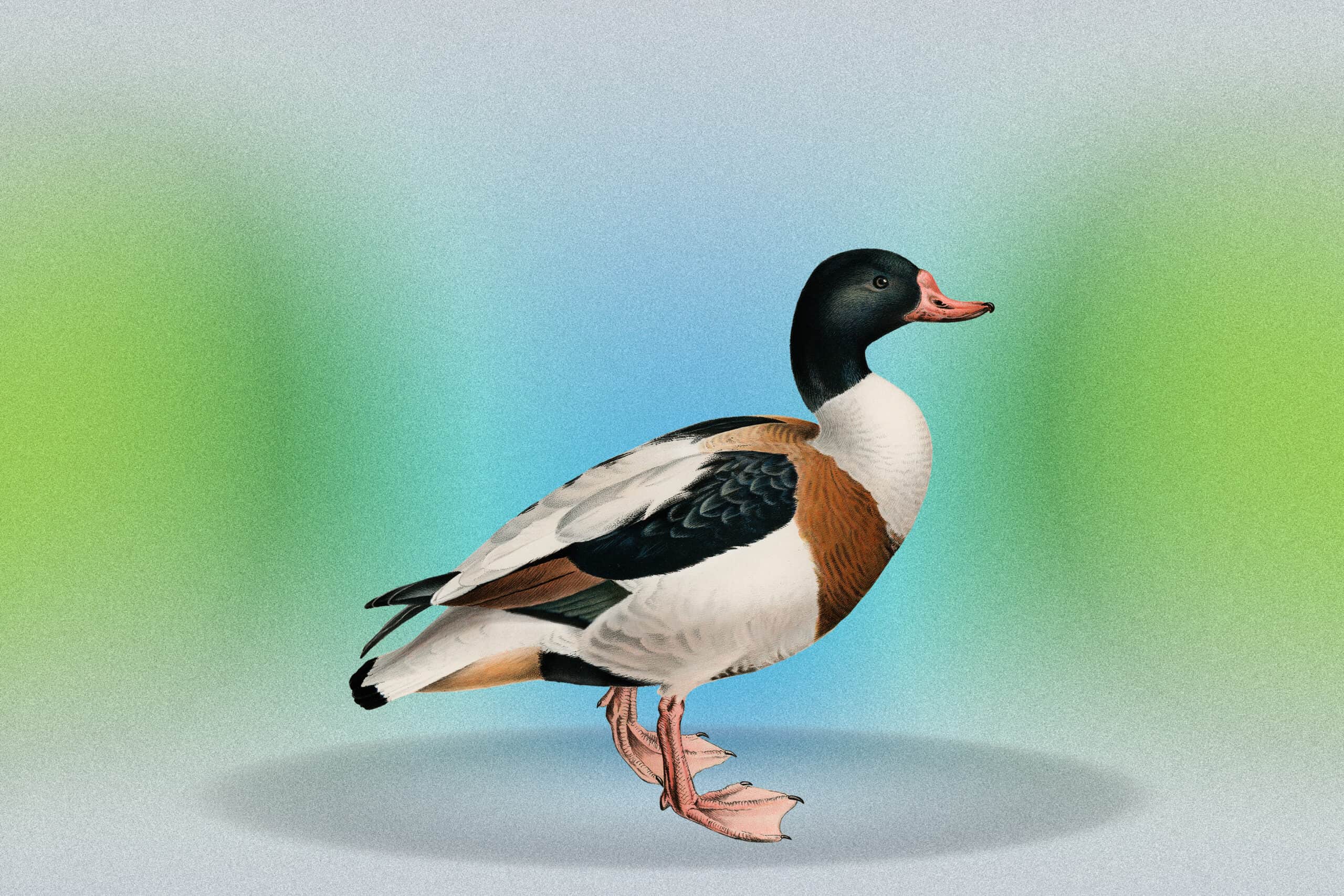 Funniest Duck Puns
