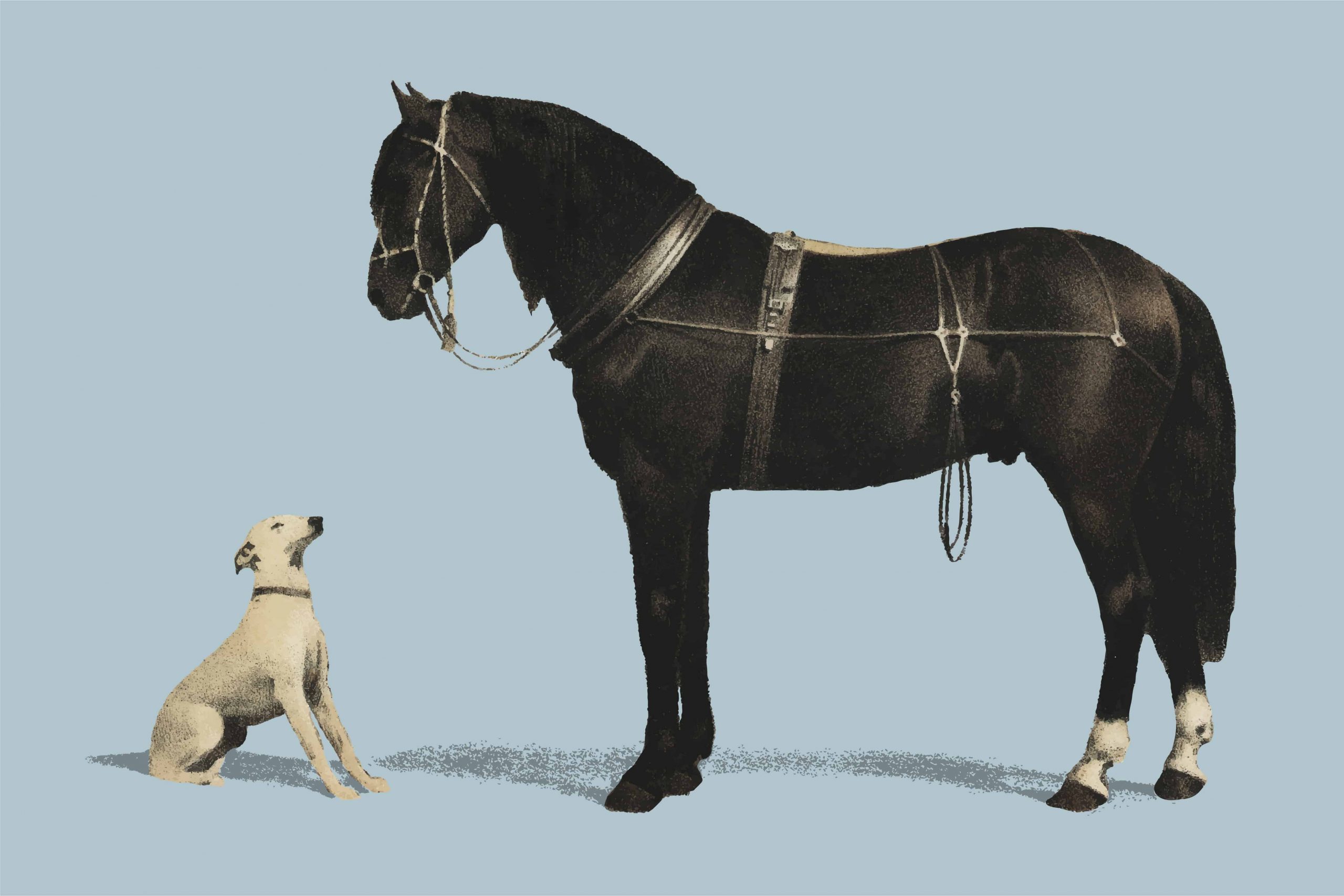 Horse Puns