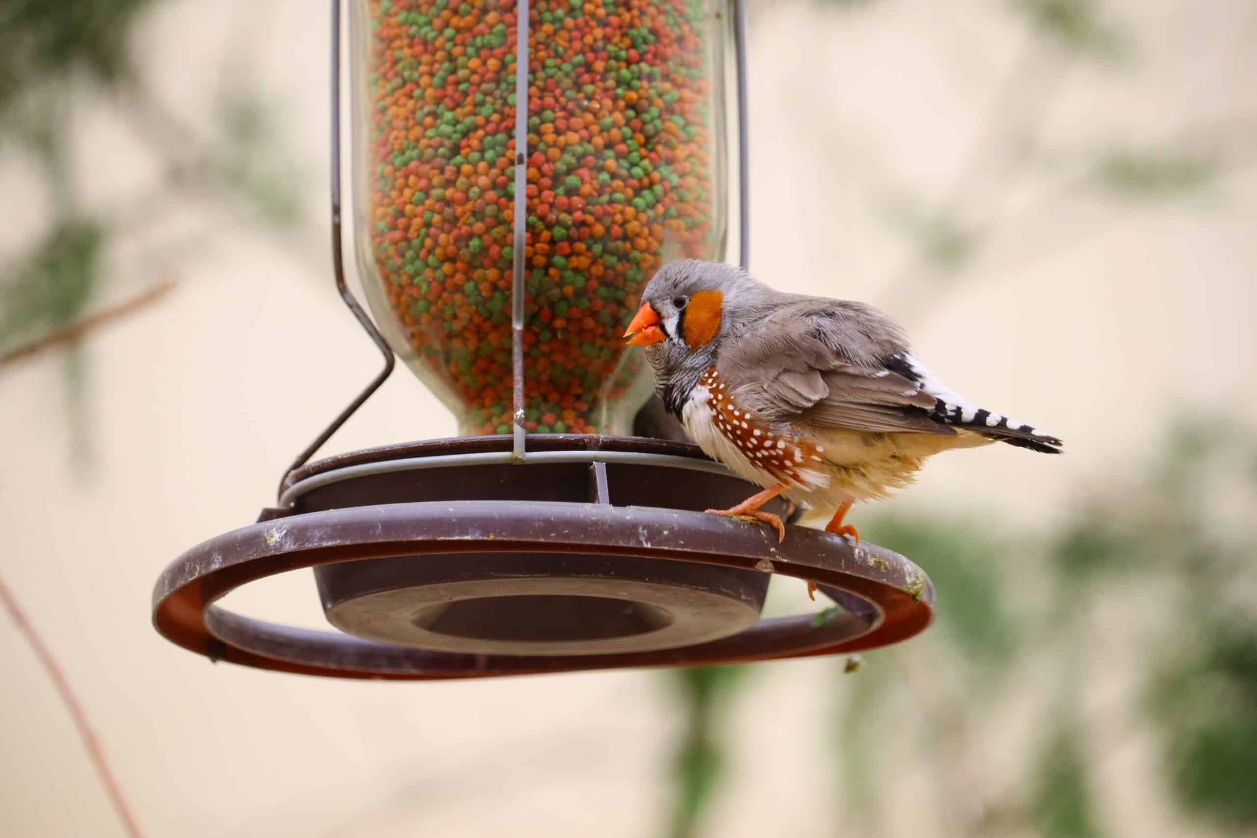 When To Put Hummingbird Feeders Out