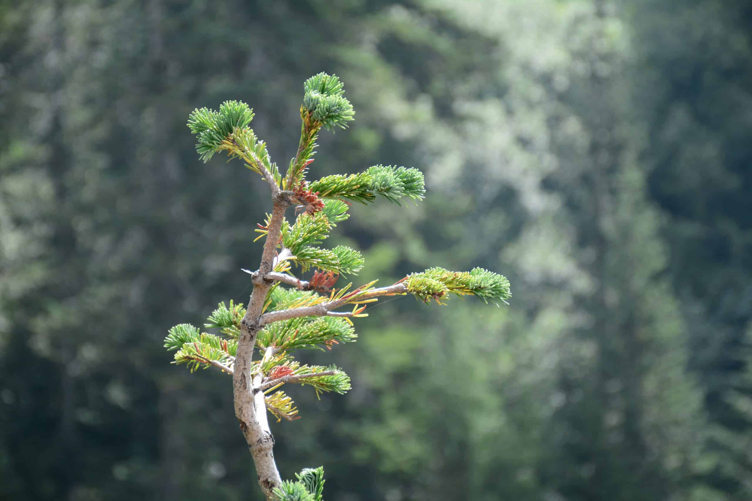 Small Landscape Trees
