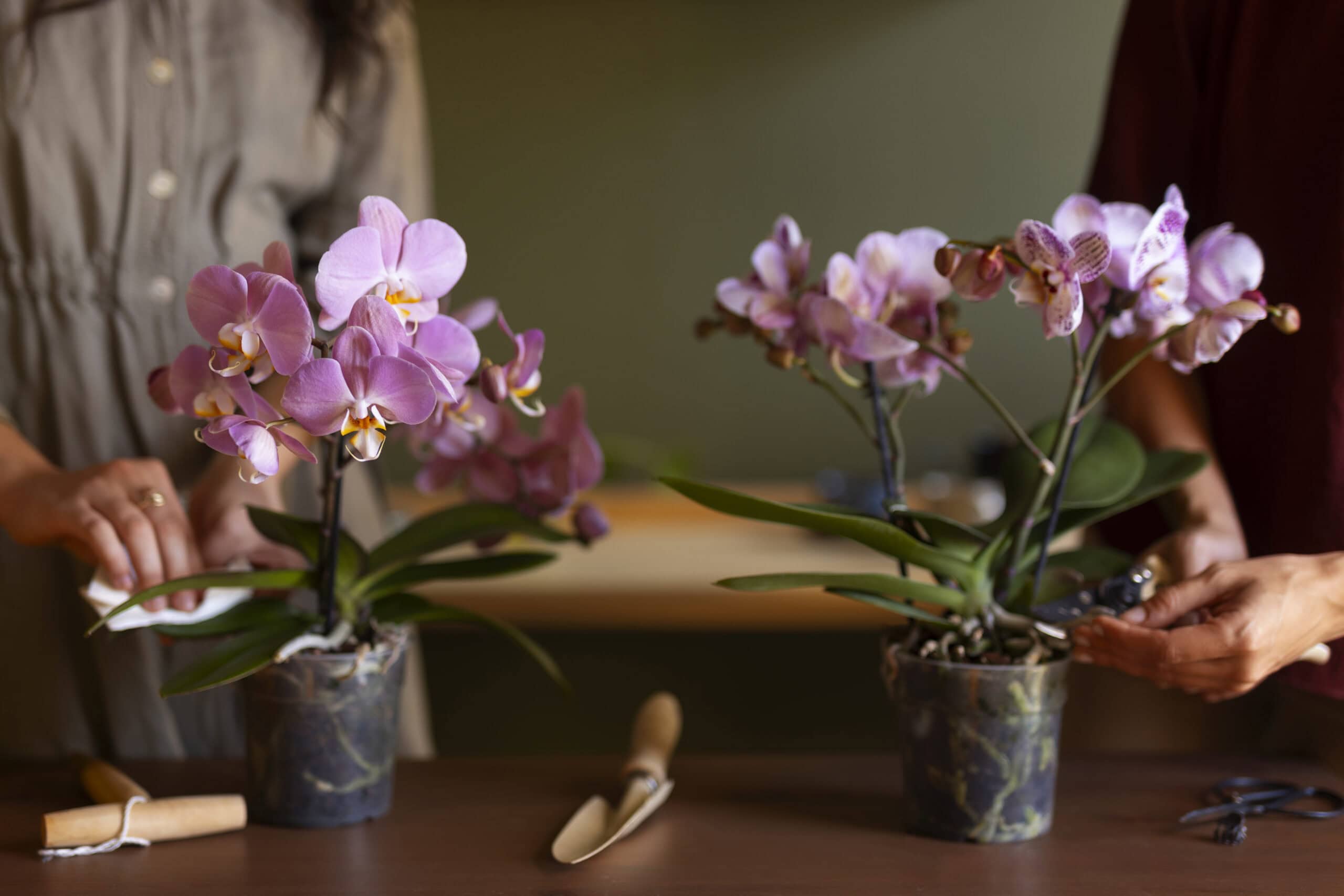 caring for orchids