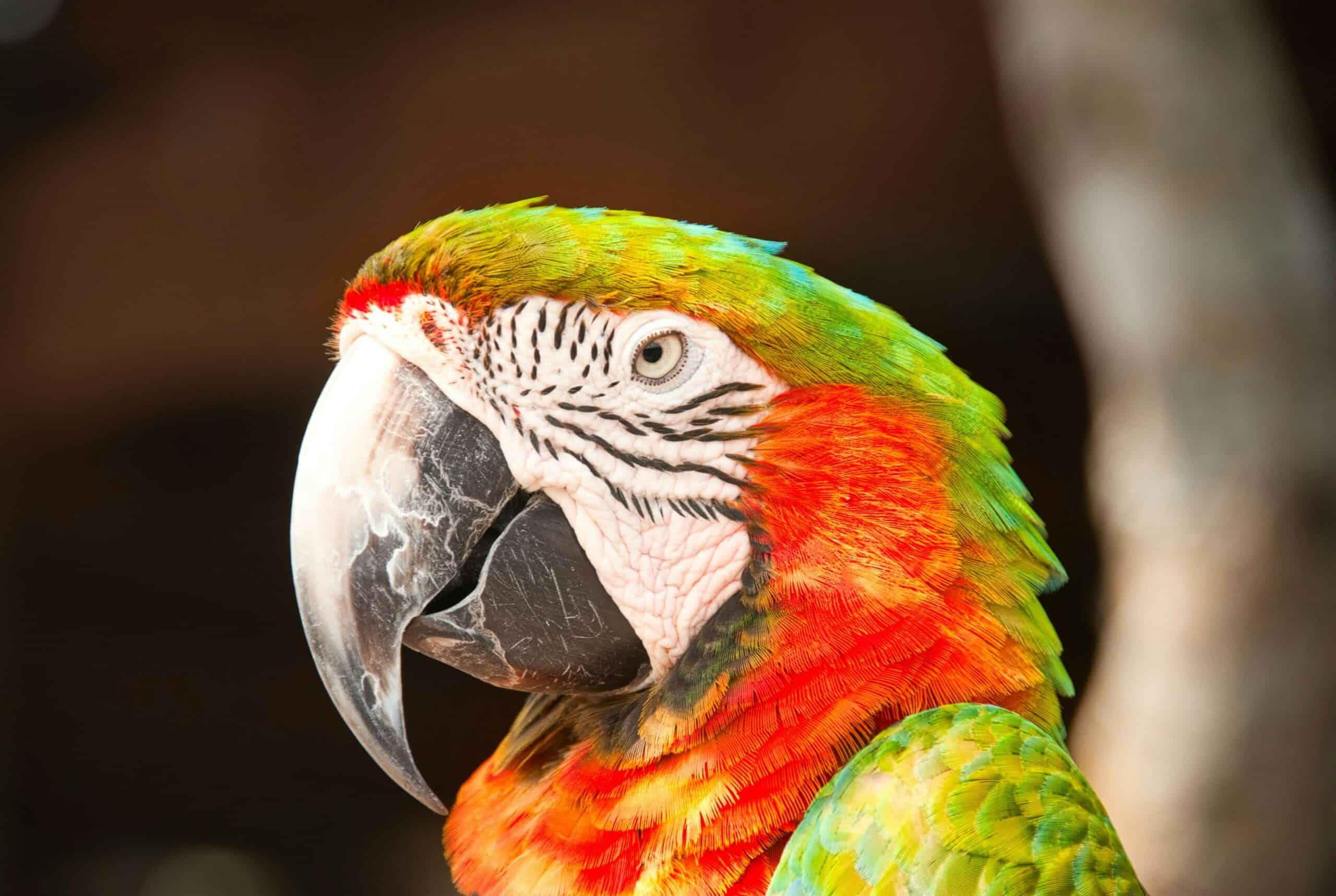 cute birds names