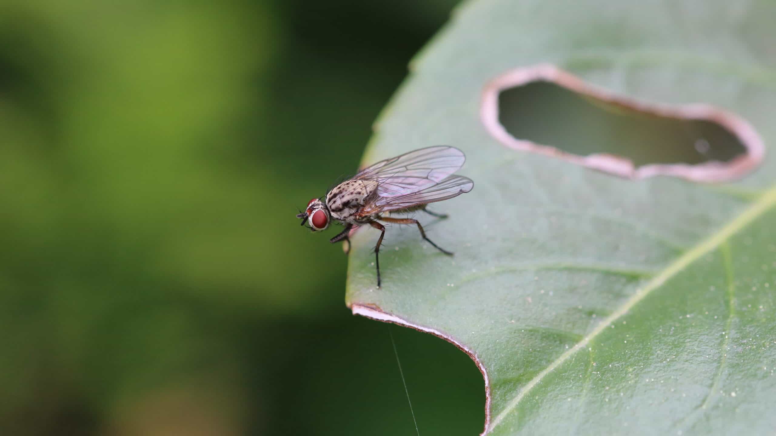 gnats in plants