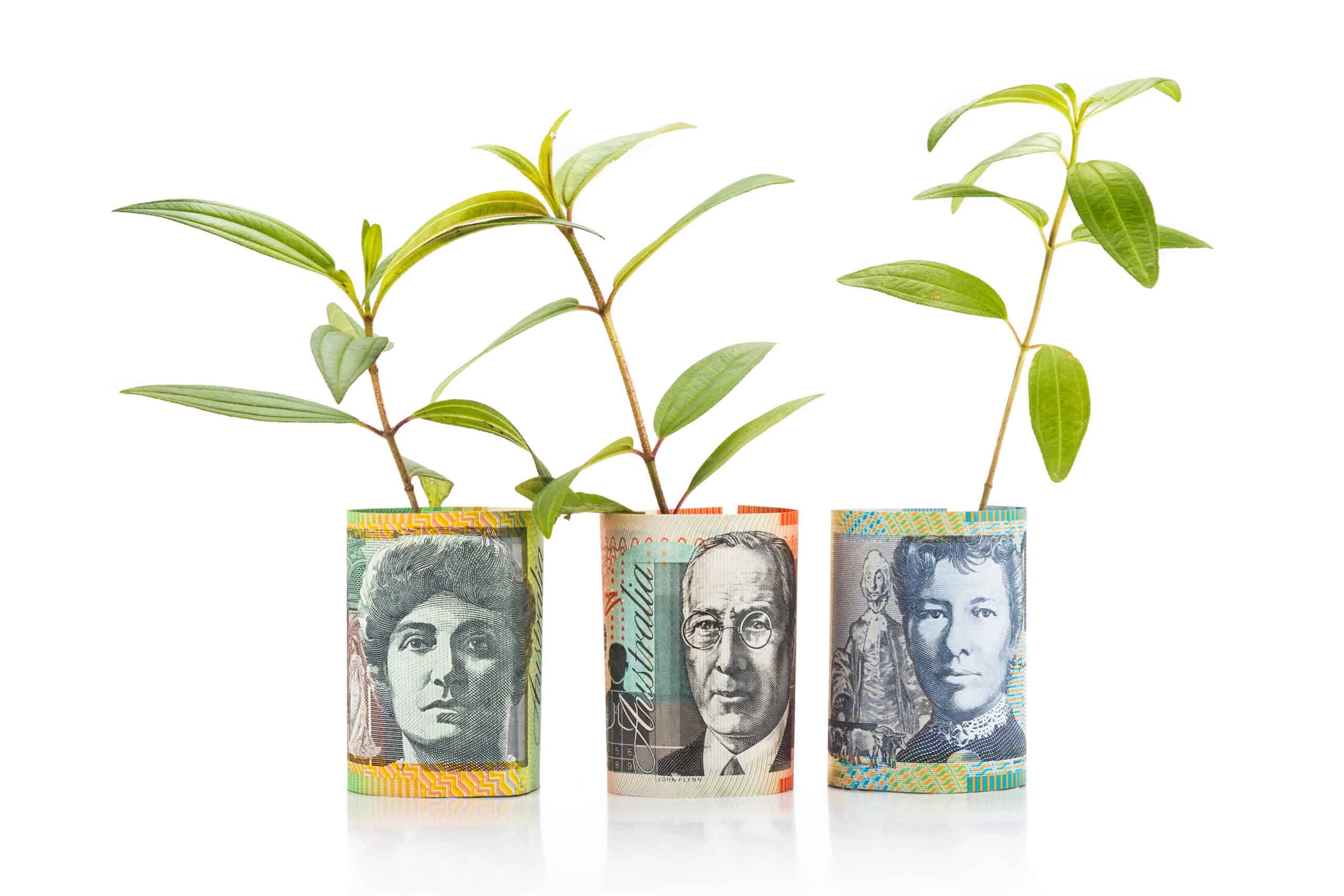 how to care for money tree