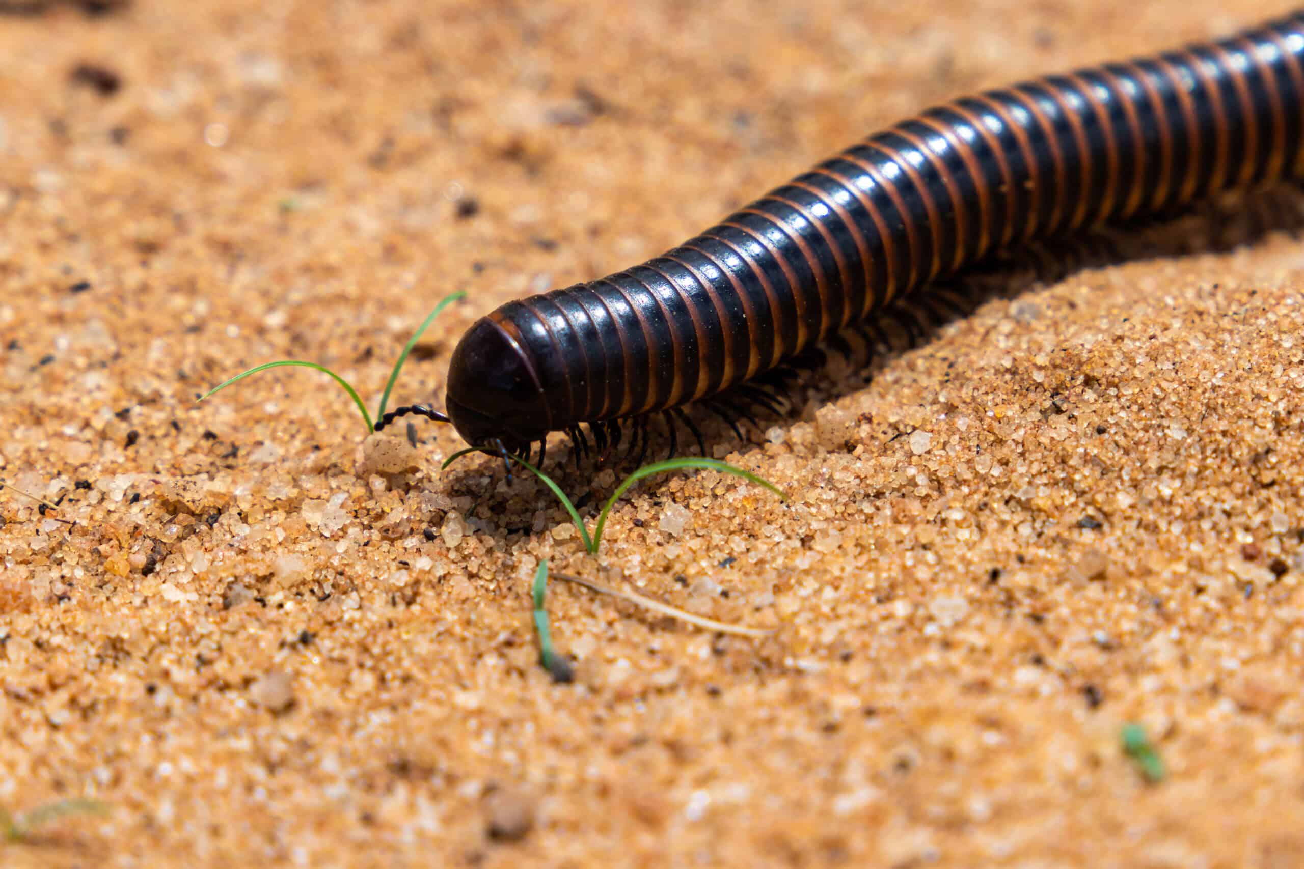 how to get rid of centipedes