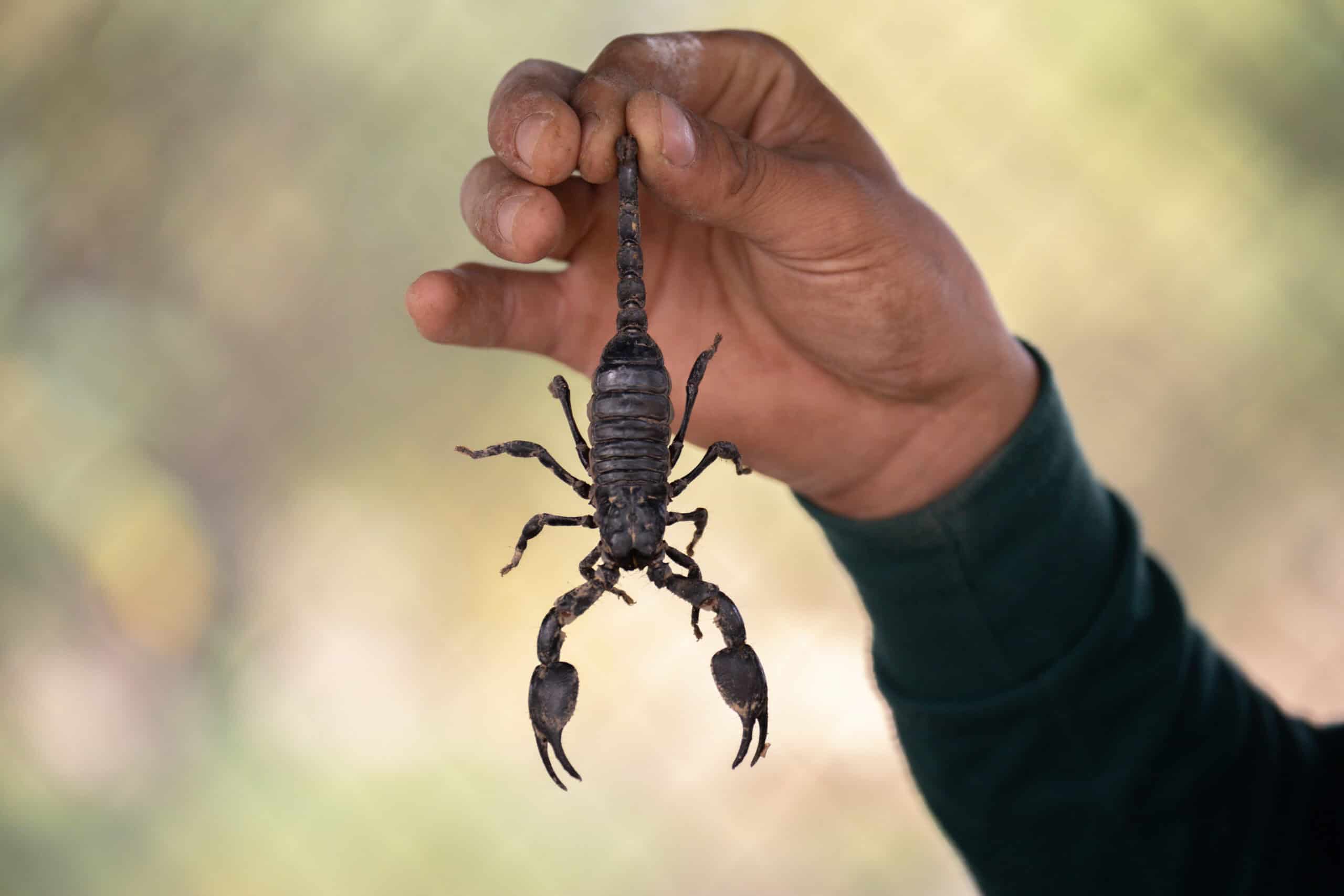 stung by scorpion