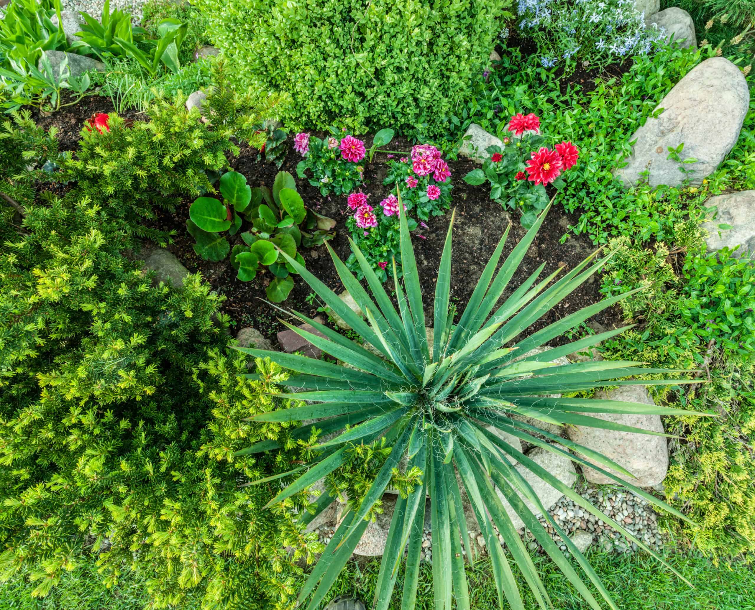 tropical plants grow a garden